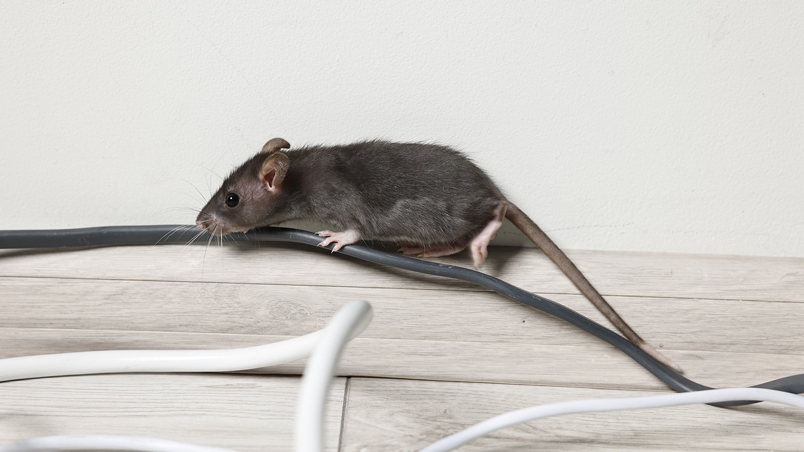 Hausratte läuft entlang von Stromkabeln