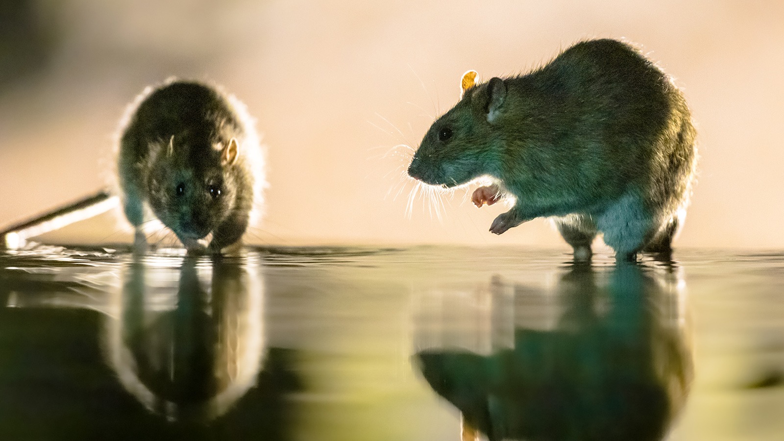 Zwei Wanderratten auf wasserbedeckter Oberfläche
