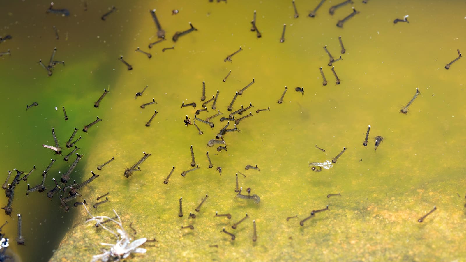 Stehendes Gewässer mit Mückenlarven