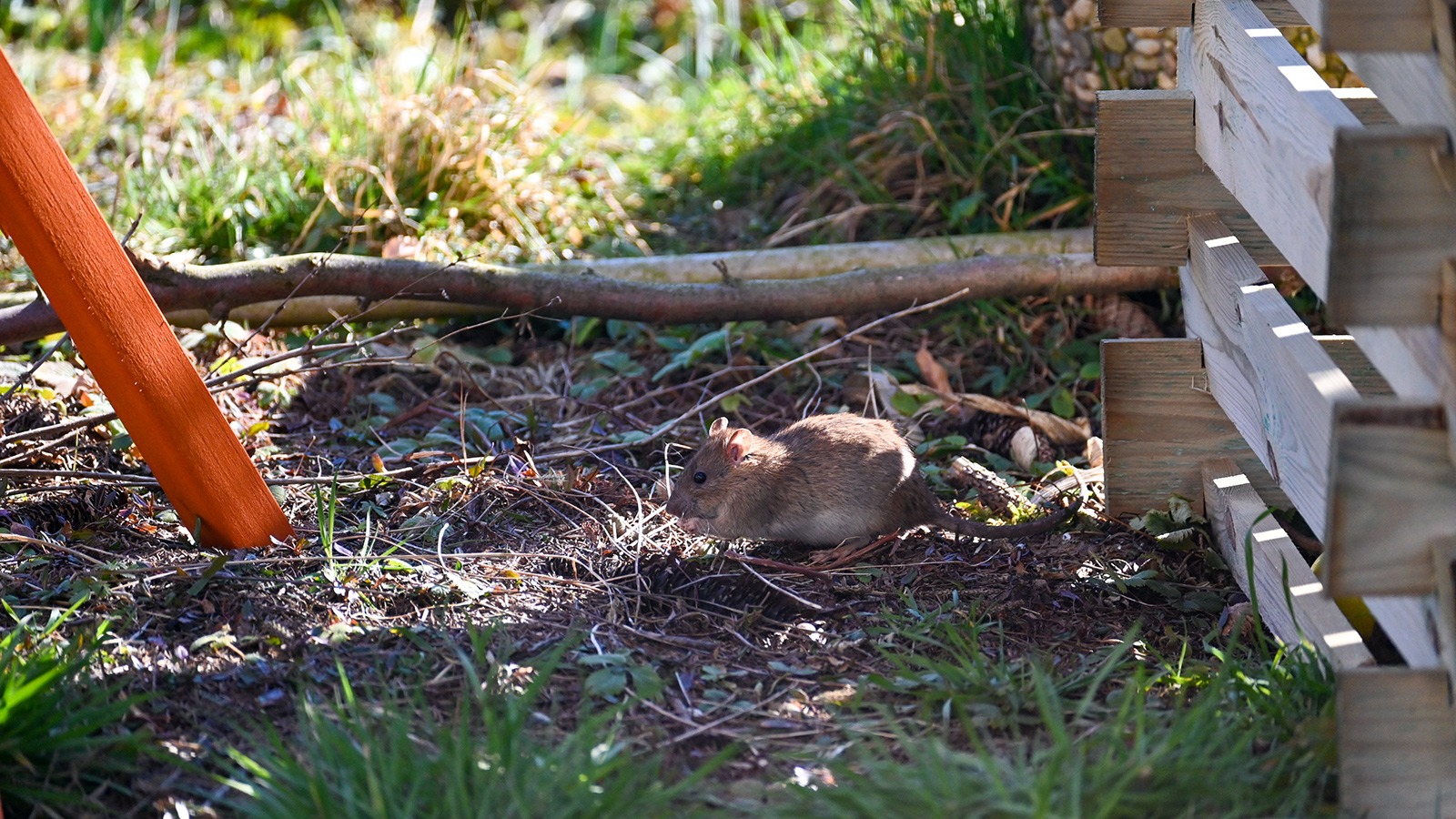 Ratte frisst Essensreste vom Kompost im Garten