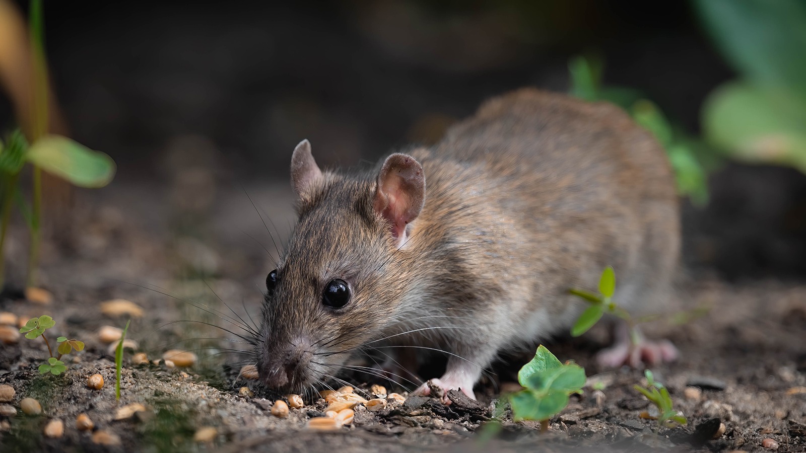 Ratte frisst Krümel auf dem Boden im Garten