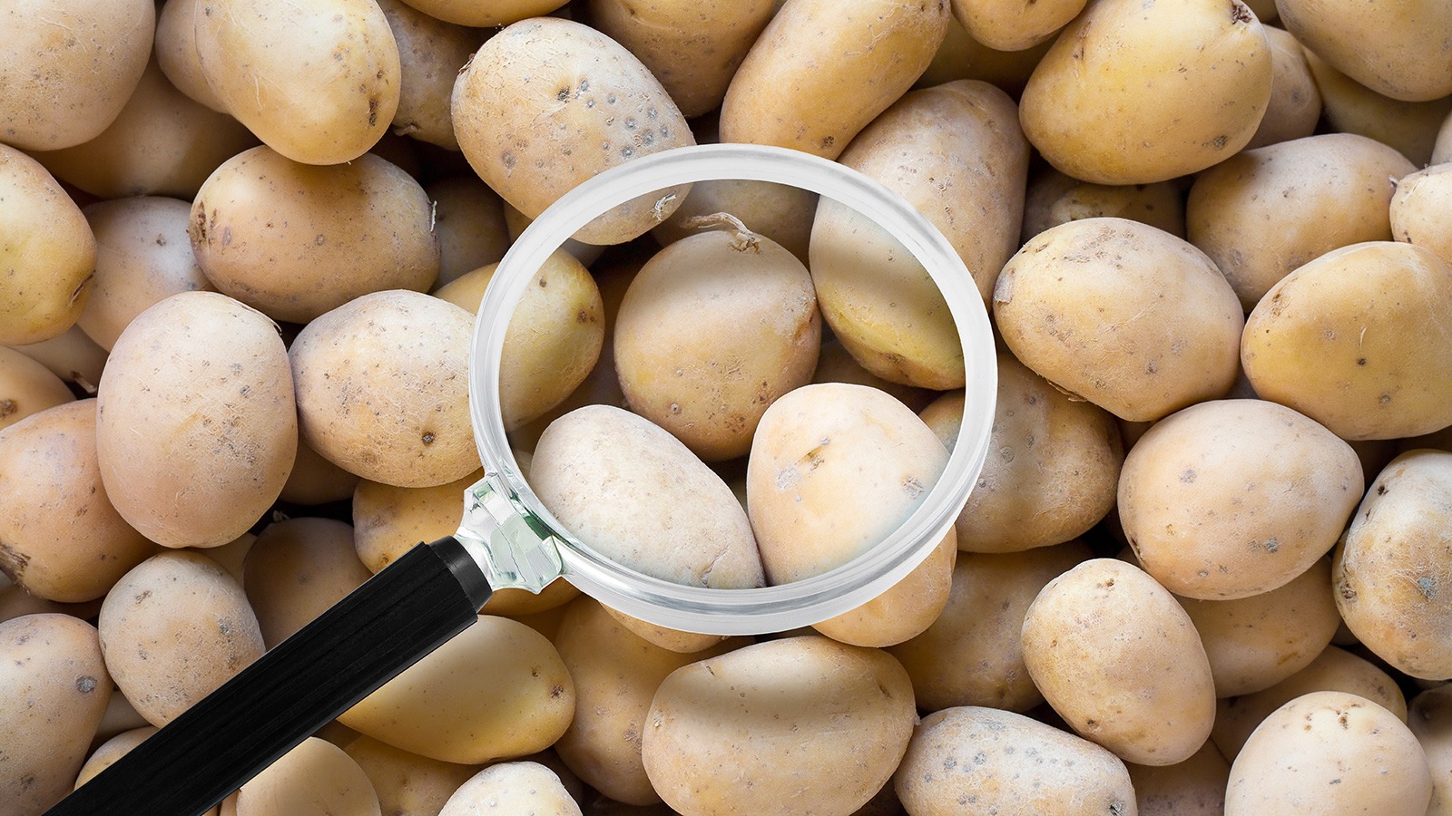 Kartoffeln an denen Schädlingsbefall mit Lupe untersucht wird