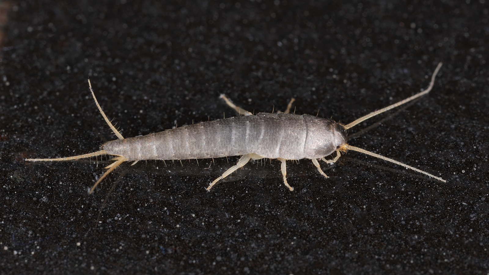 Kleiner Silberfischchen mit kurzen Fühlern