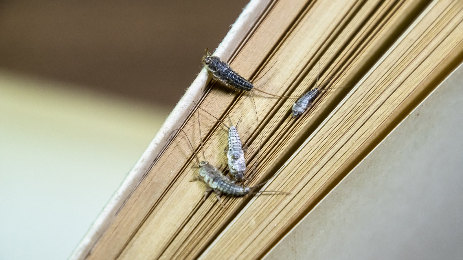 Mehrere Papierfischchen auf den Seiten eines Buchumschlags