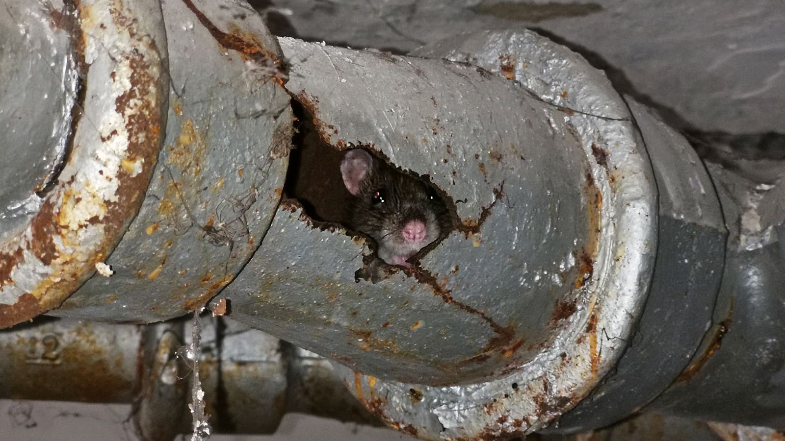 Wanderratte in einem beschädigten Rohr