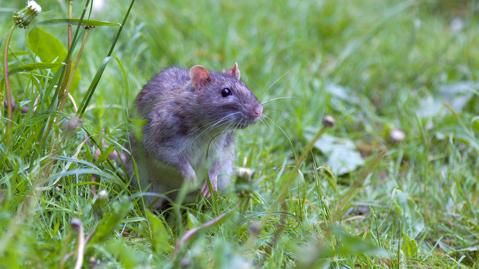 Ratte sitzt auf einer Wiese im Grünen