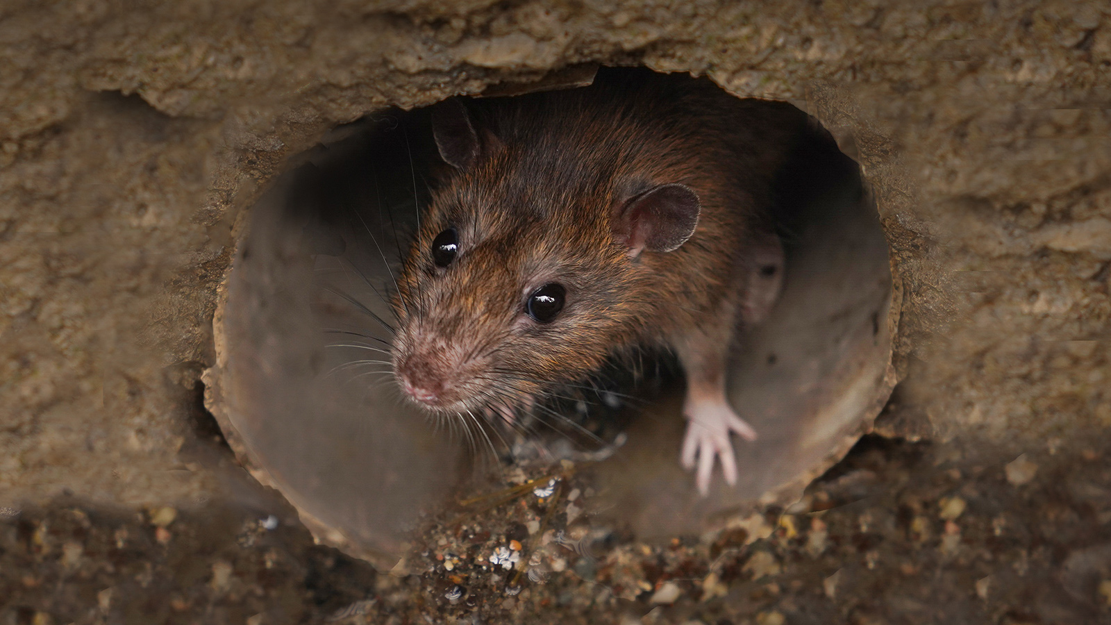Ratte guckt aus einem Rohrloch aus der Kanalisation