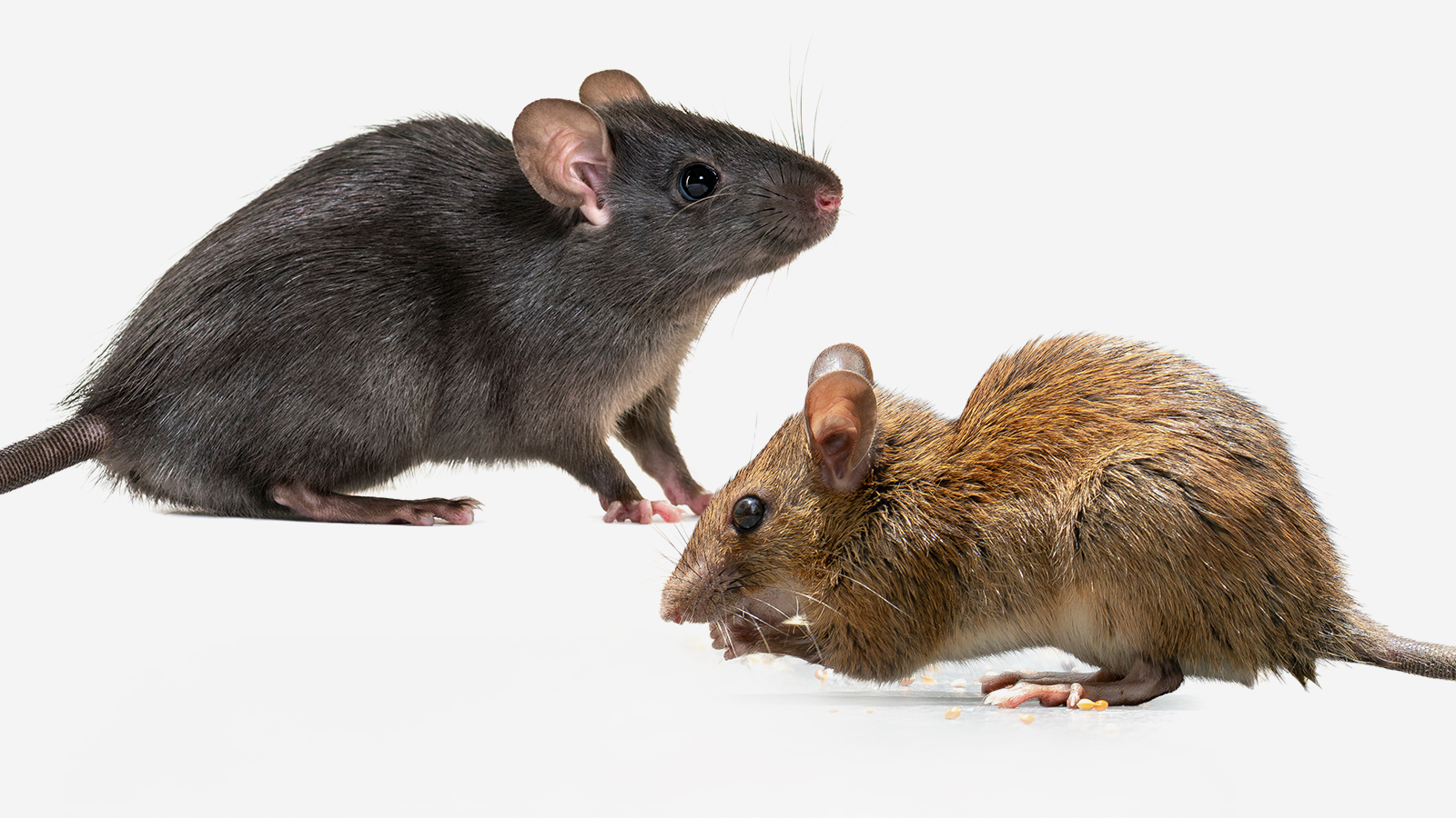 Maus und Ratte in Nahansicht