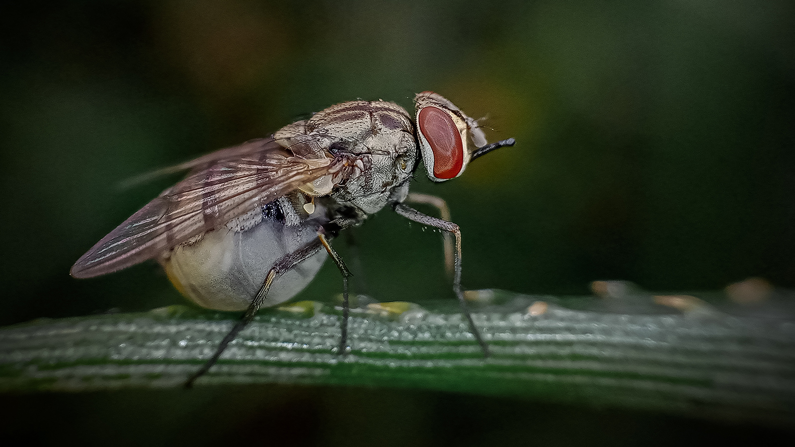 Nahaufnahme einer Fliege auf einem Blatt