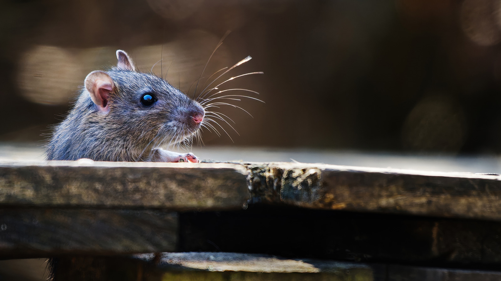 Ratte schaut aus einem Loch im Holzboden einer Terrasse