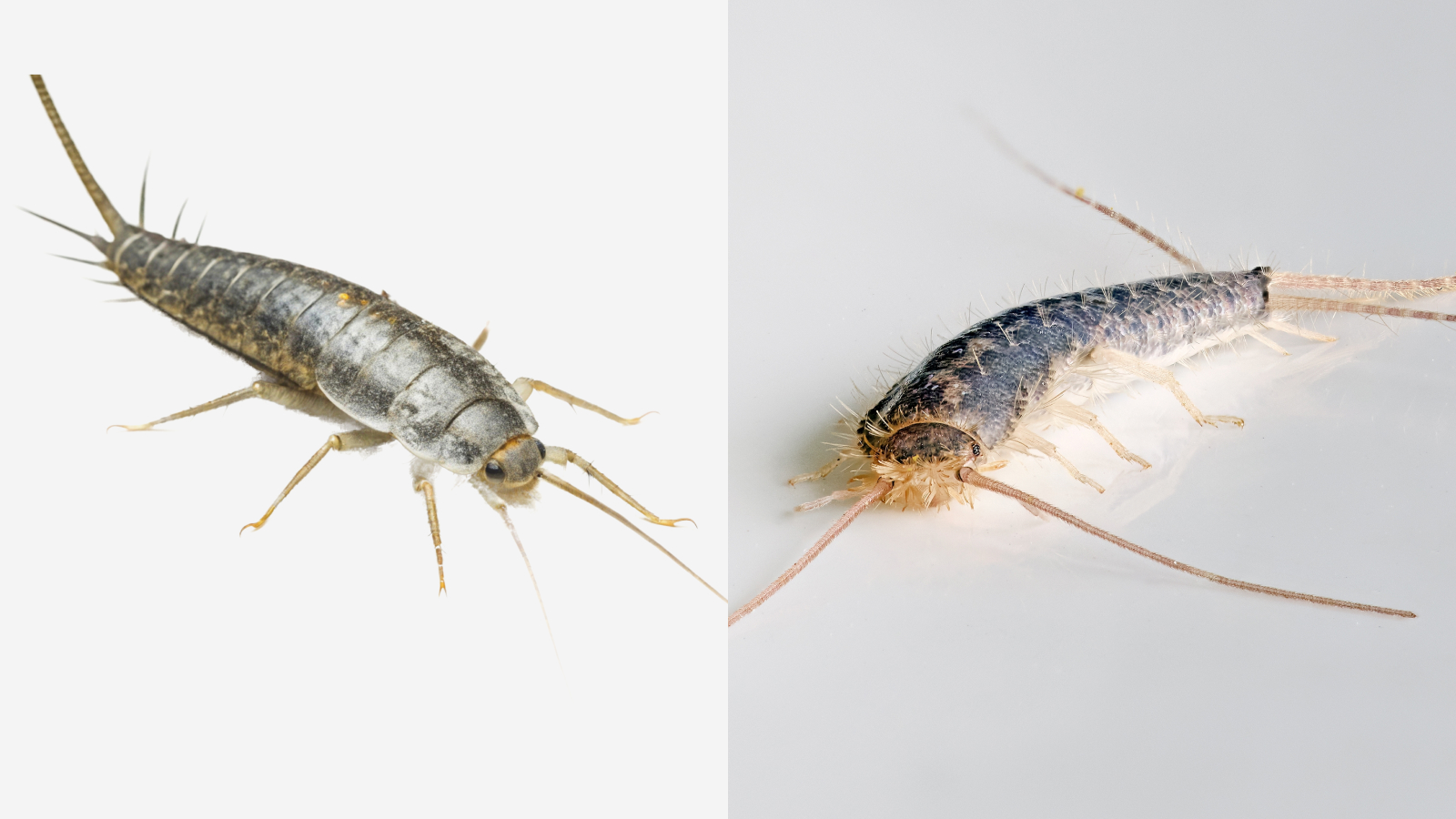 Silberfischchen und Papierfischchen nebeneinander auf weißem Untergrund