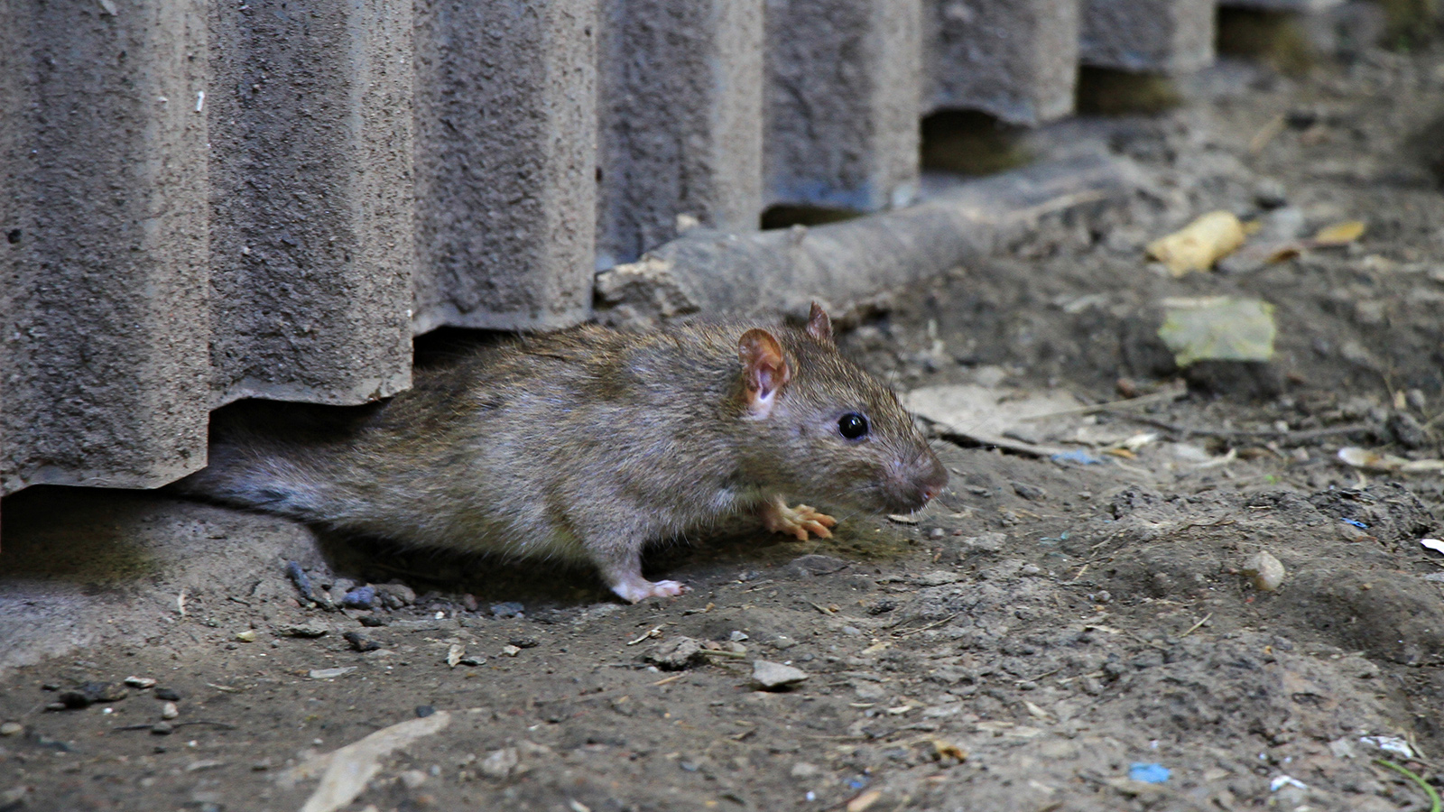 Ratte kommt unter Zaun hervor