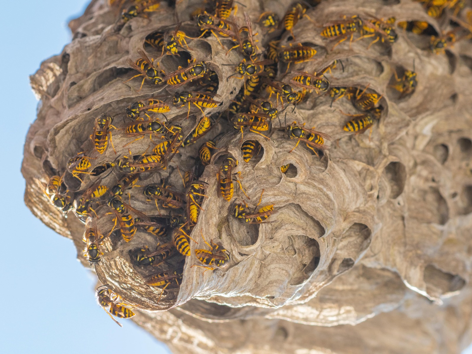 Wespennest mit Aktivität der Vespula vulgaris
