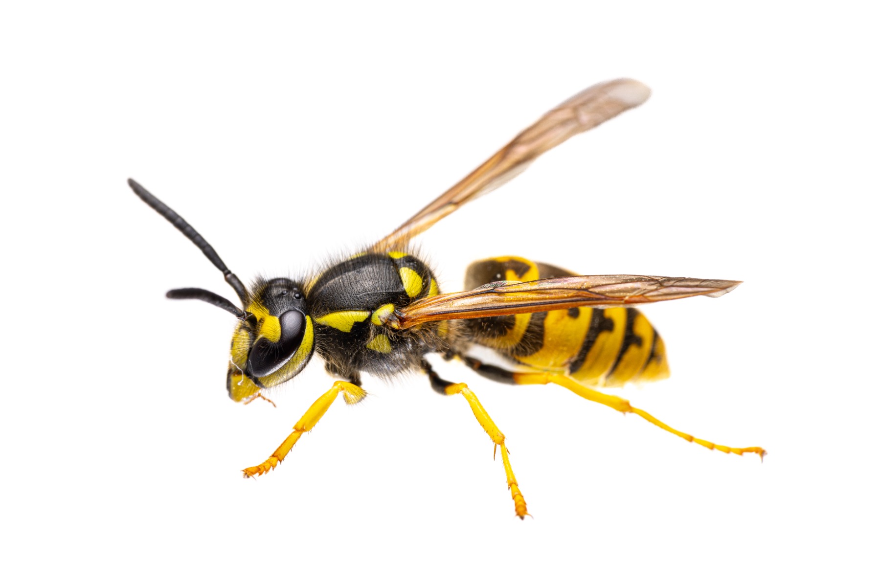 Vespula germanica