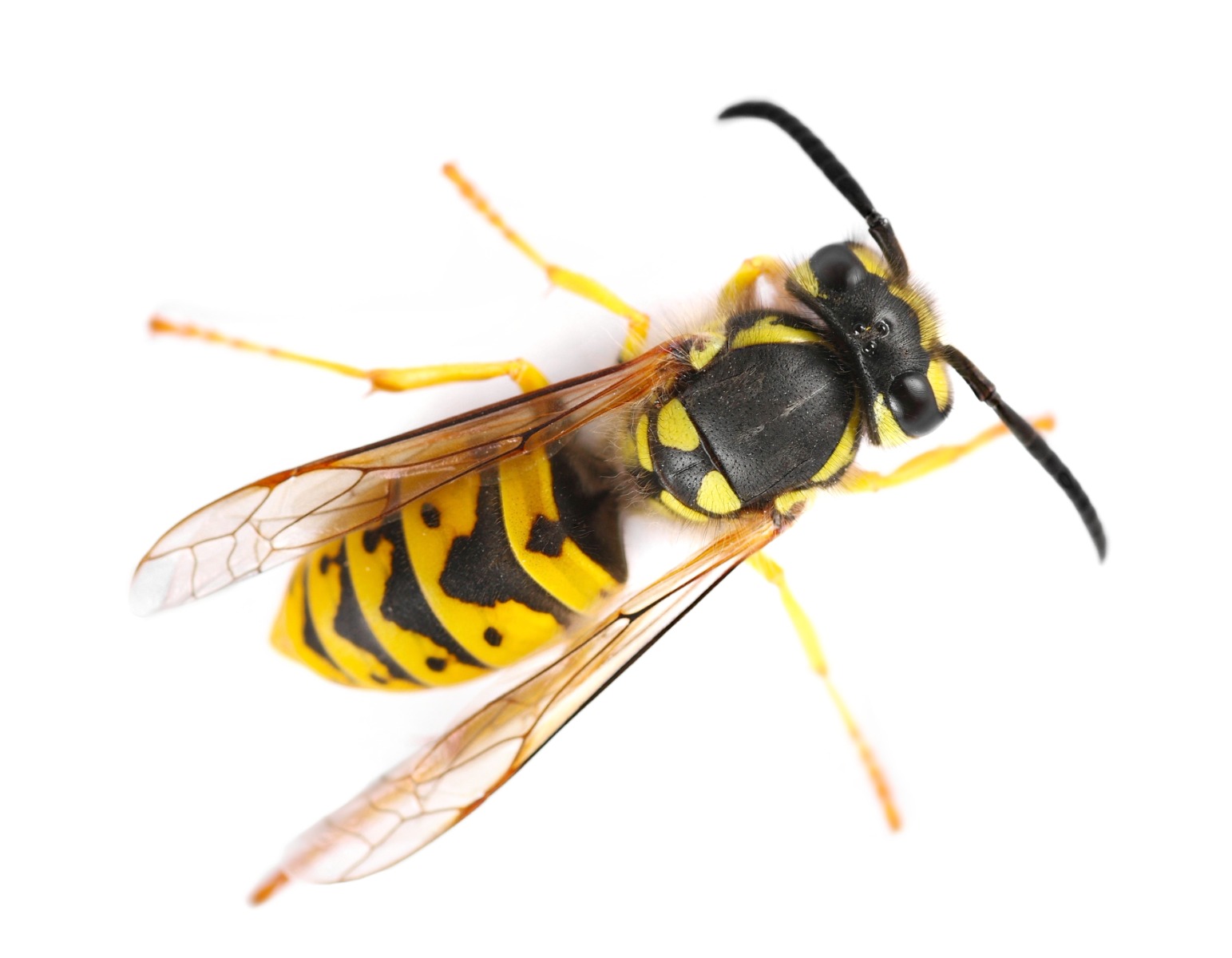 Vespula vulgaris