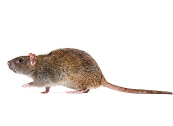Wanderratte