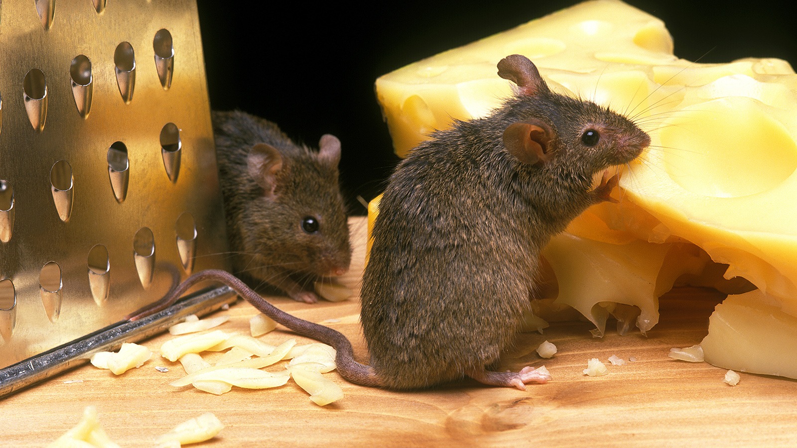 Ratten nagen an Käseblock in der Küche