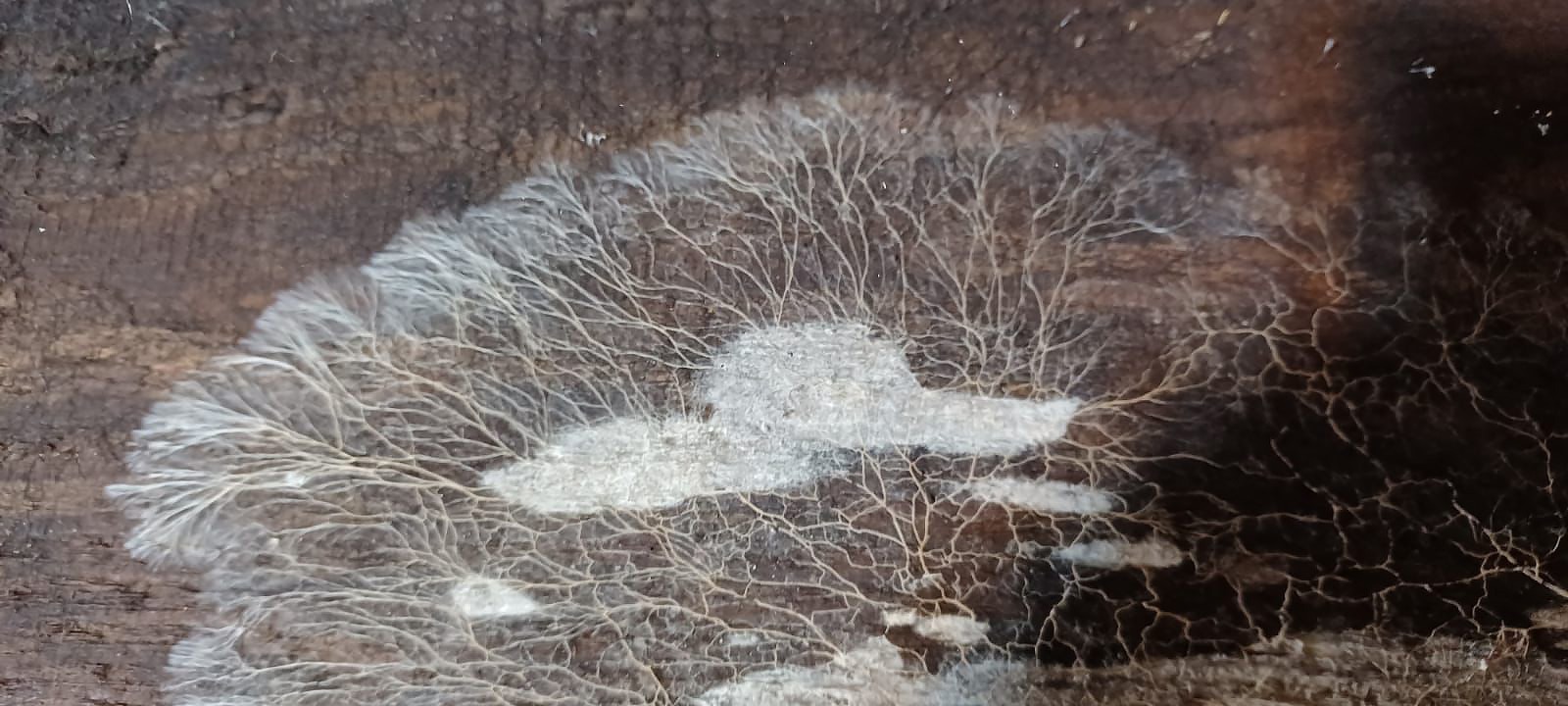 Wie eine Eisblume: Das Myzel des Weißen Porenschwamms