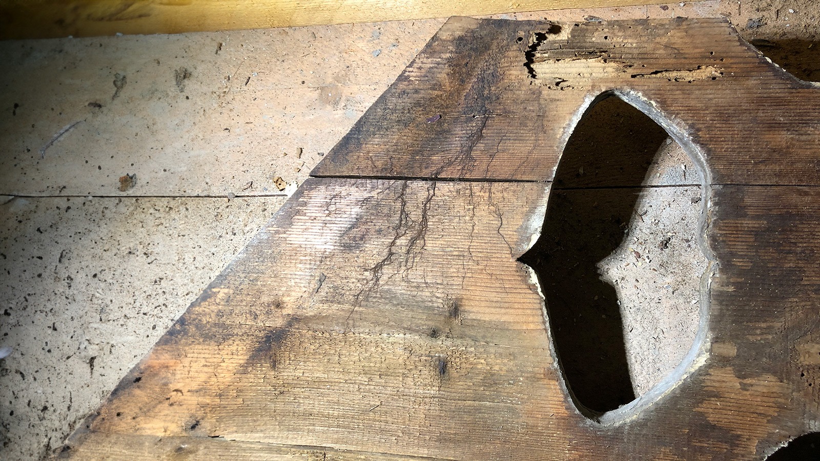 Myzelstränge und kleiner Würfelbruch des Holzes in Folge eines Befalls mit dem Braunen Kellerschwamm