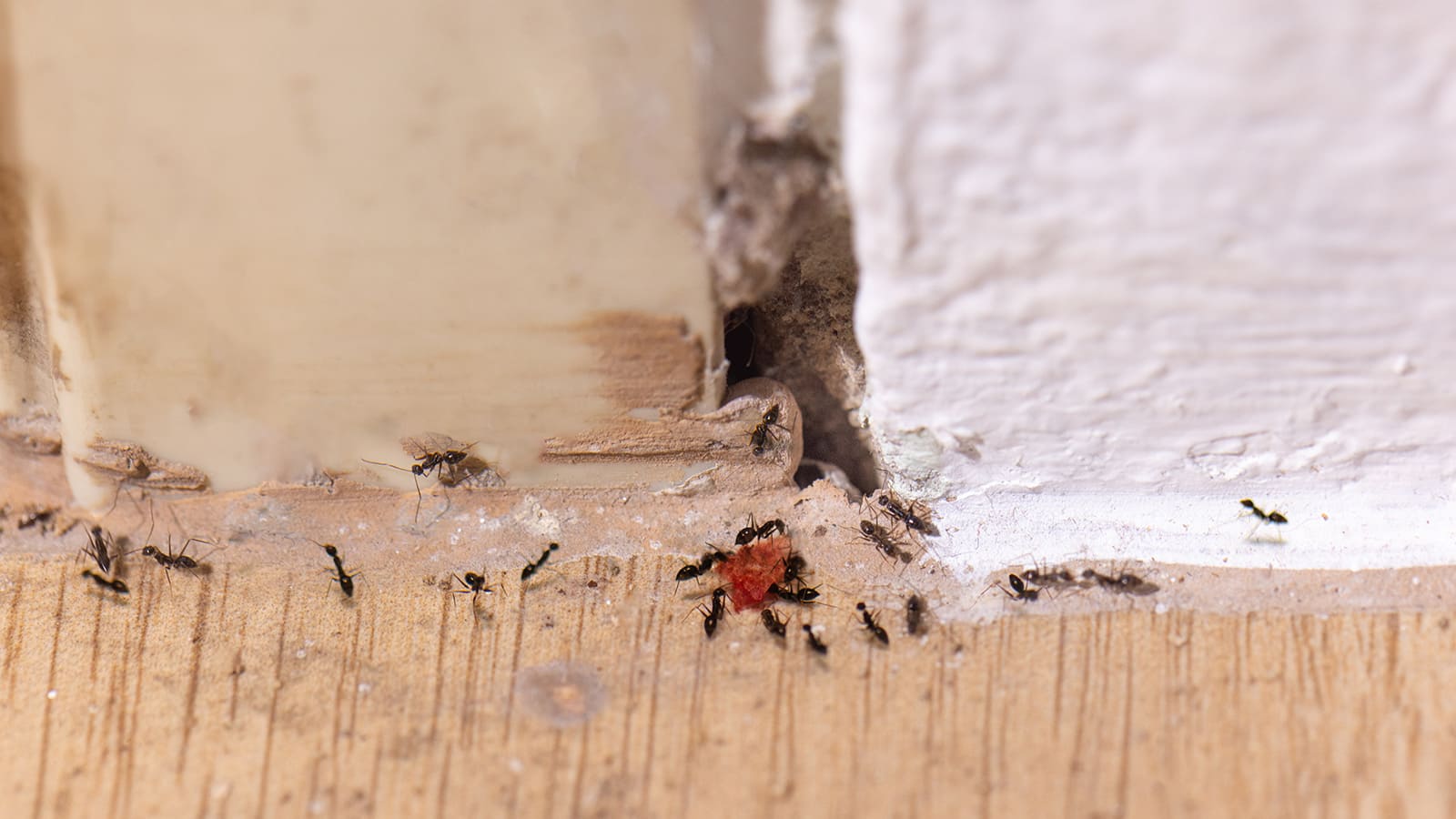 Ameisen an Fugen im Haus sind über Wandspalt eingedrungen