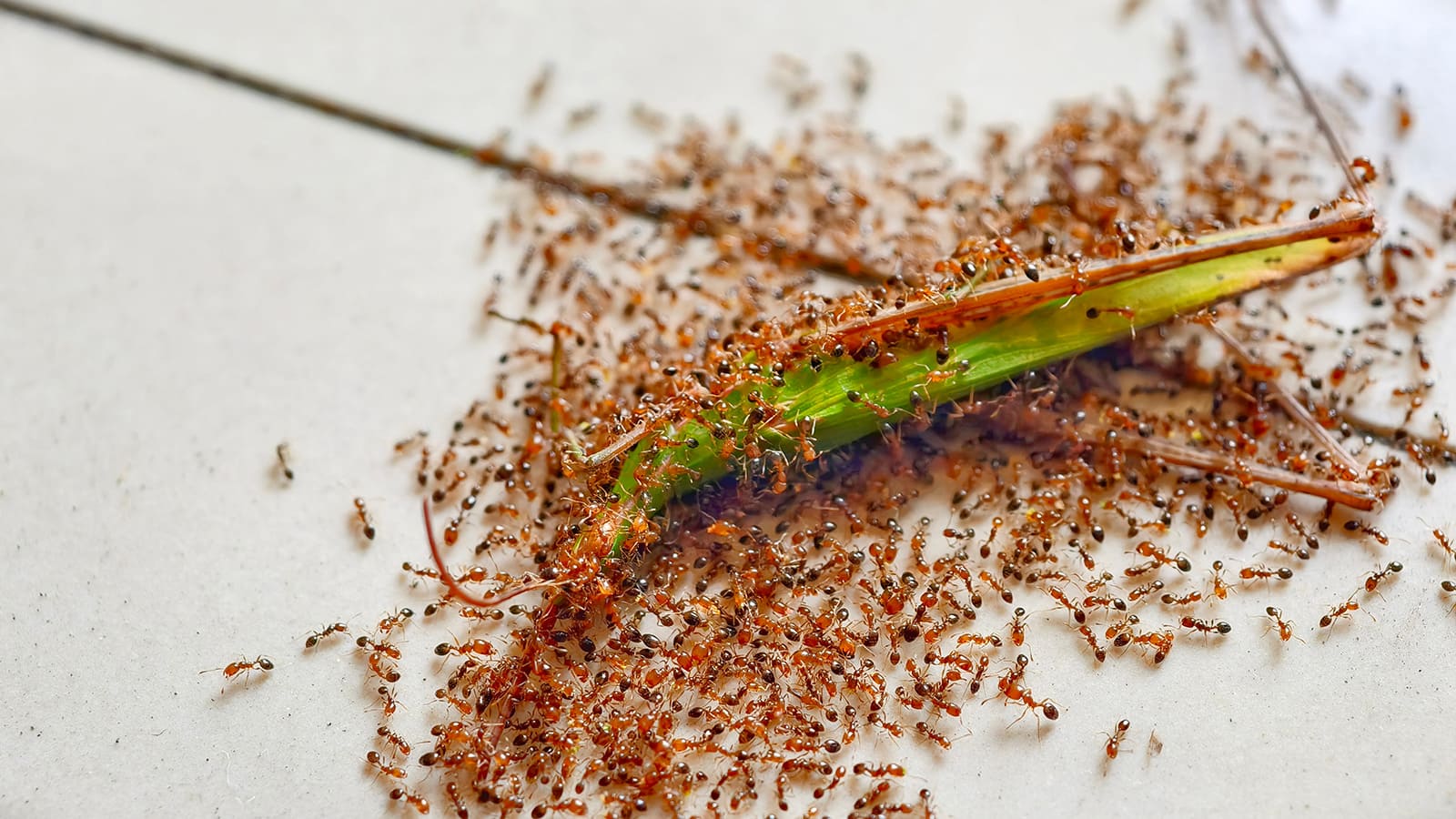 Ameisenhaufen belagert einen grünen Zweig auf Fliesen