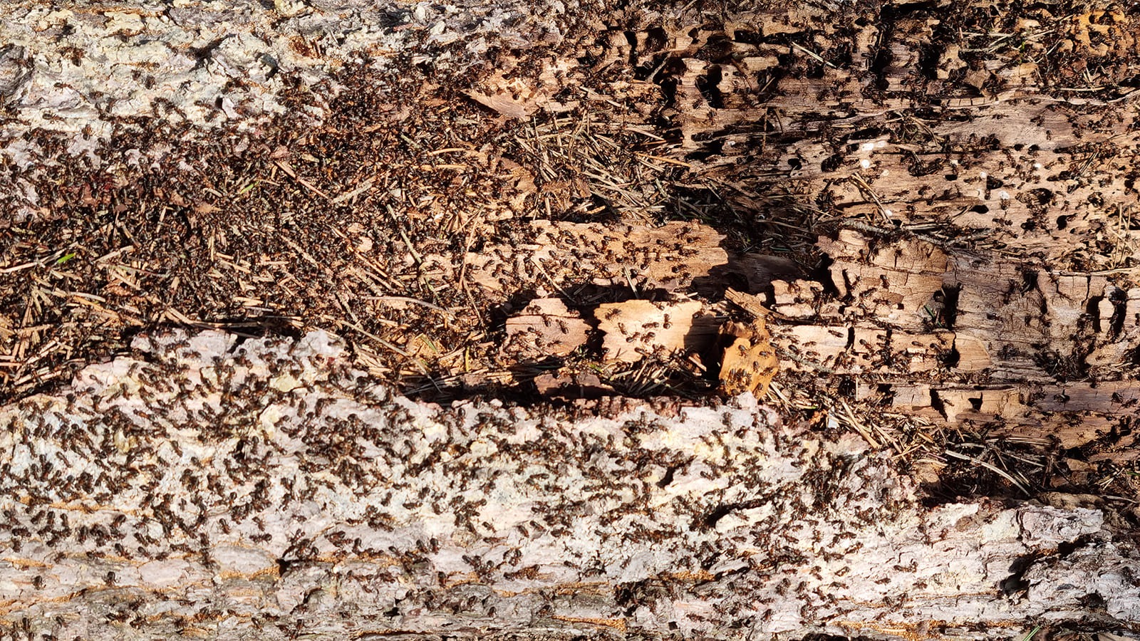 Unzahl holzbewohnender Ameisen auf marodem Holz